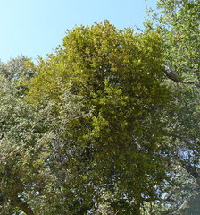 Phoradendron leucarpum tomentosum