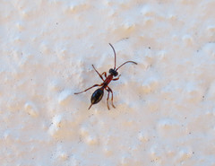 Thaumatogelis gallicus