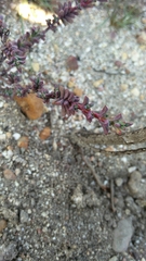 Lampranthus leptaleon