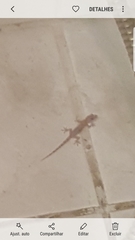 Hemidactylus mabouia