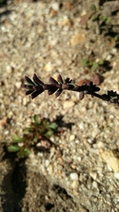 Lampranthus leptaleon