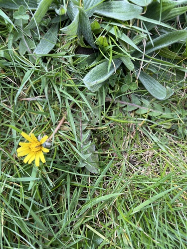 dark hook-lobed dandelion (Taraxacum hamiferum)