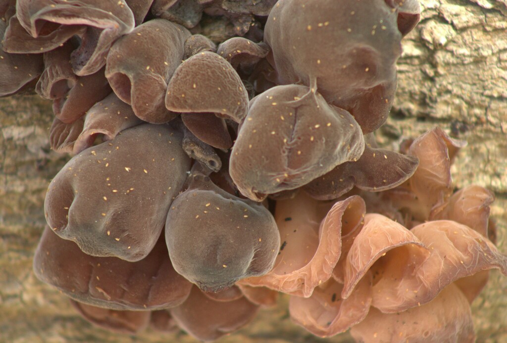 Auricularia fuscosuccinea · March 2024 · photo: © claritaa88 (iNaturalist, CC)