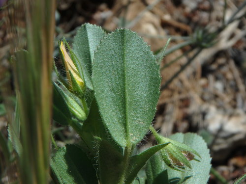 Image of Ononis viscosa by (c) Daniel Cahen, some rights reserved (CC BY)
