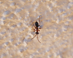 Thaumatogelis gallicus