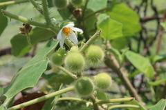 Solanum hirtum