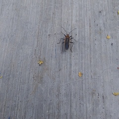 Stenomacra marginella