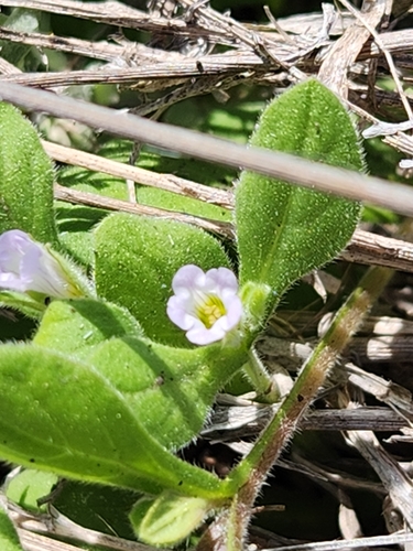 Nama jamaicensis (Nama jamaicensis)