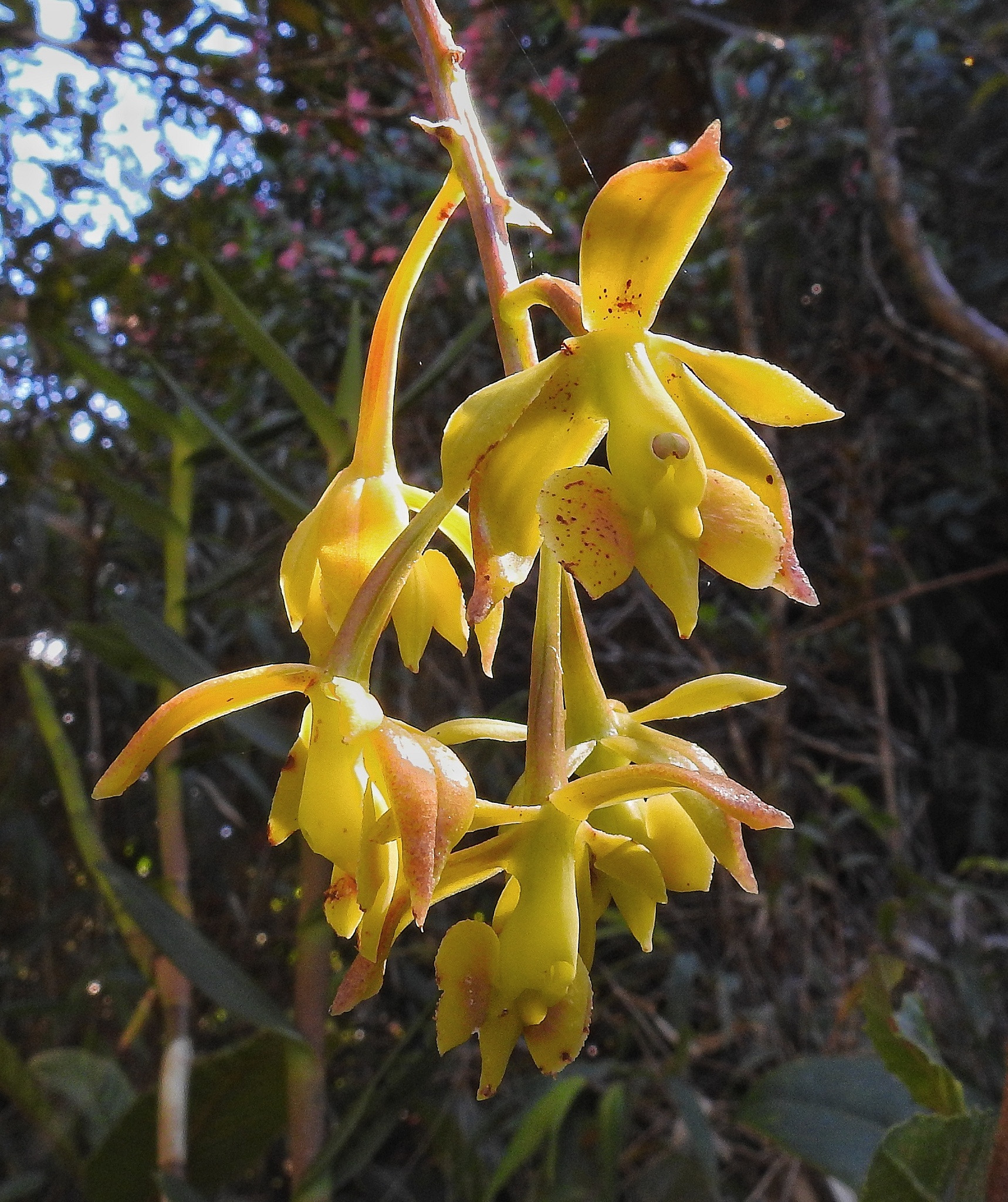Epidendrum melanoxeros Hágsater & Dodson