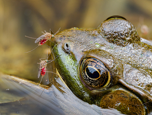Northern Frog-biting Mosquito photographed in Ohio