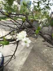 Prunus maritima