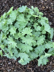 Alchemilla mollis
