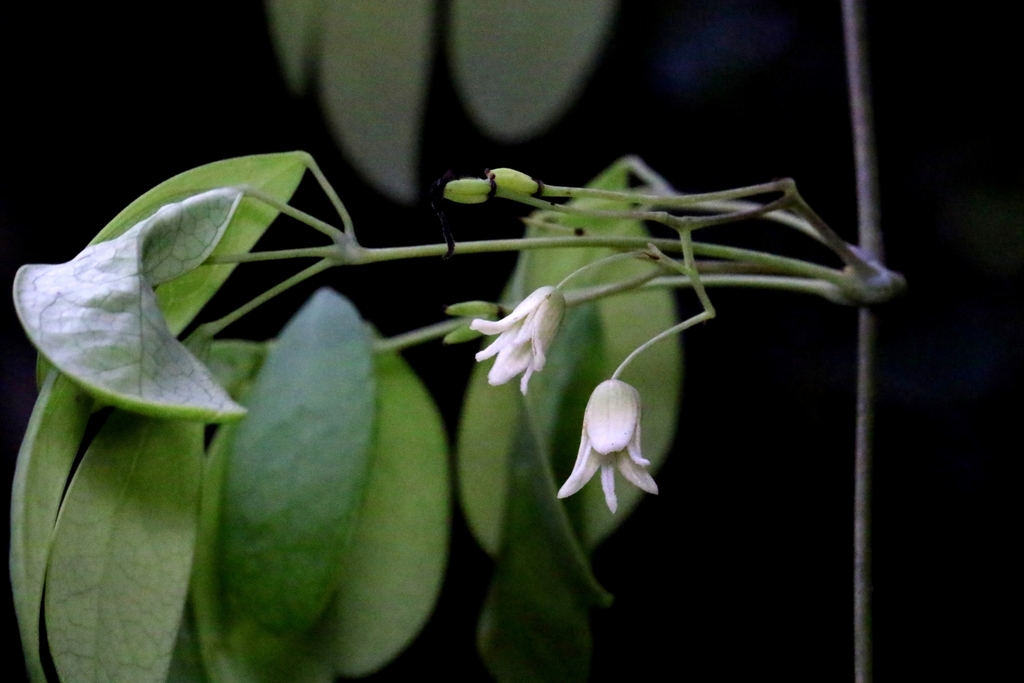 Stauntonia obovata
