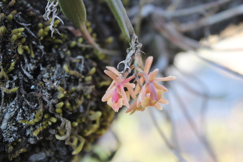 Epidendrum pastranae Hágsater 4