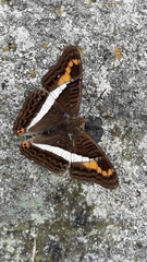 Adelpha corcyra collina