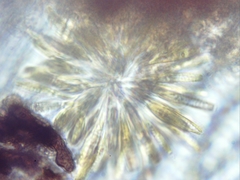 Synura adamsii
