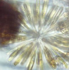 Synura adamsii