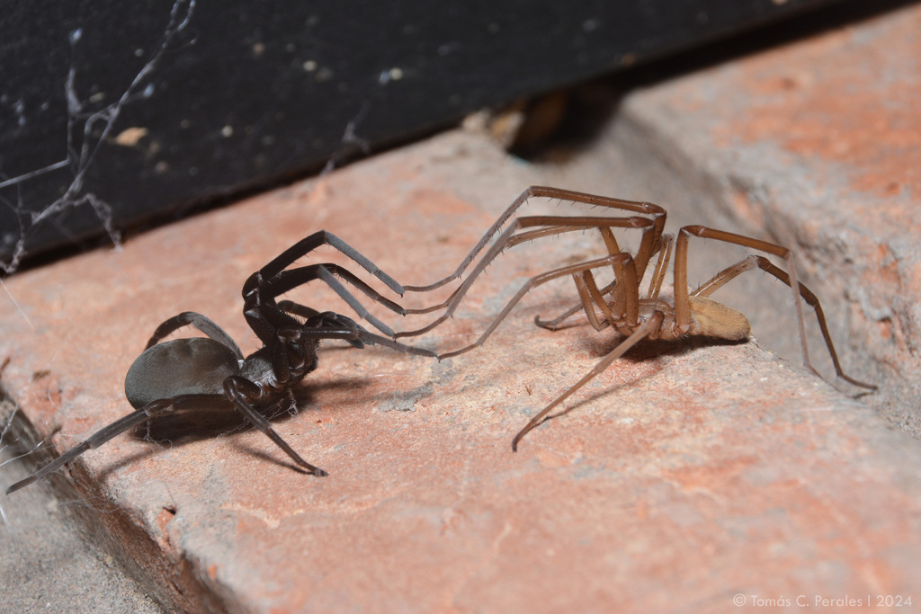 Southern house spider (Kukulcania hibernalis)