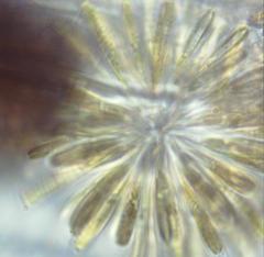 Synura adamsii