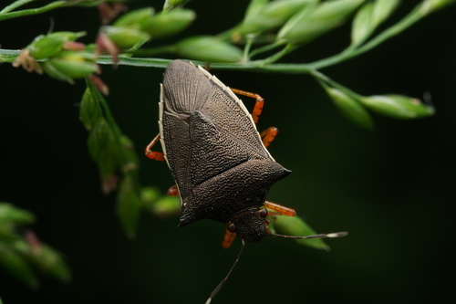 Mormidea hamulata