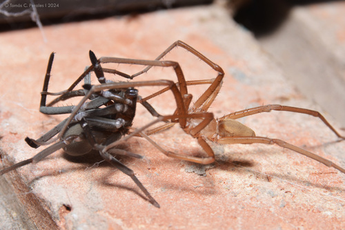Southern House Spider