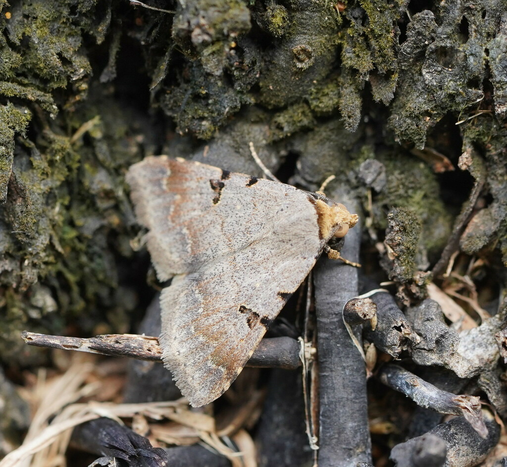 Plecoptera reflexa