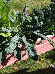 Brassica oleracea acephala