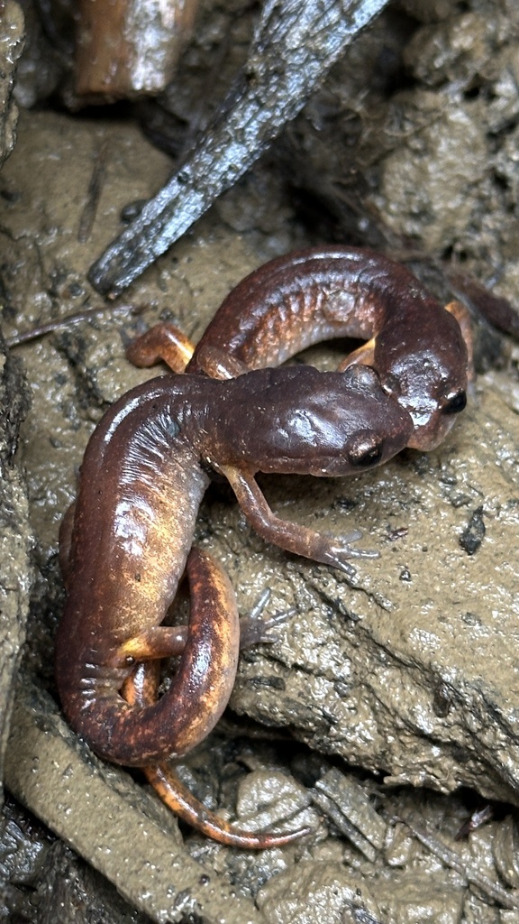 Ensatina eschscholtzii from Upper Long Ranch Trail, Umpqua, OR, US on 2024년 03월 23일 (토) at 12:50 오후 by jwlowe... 