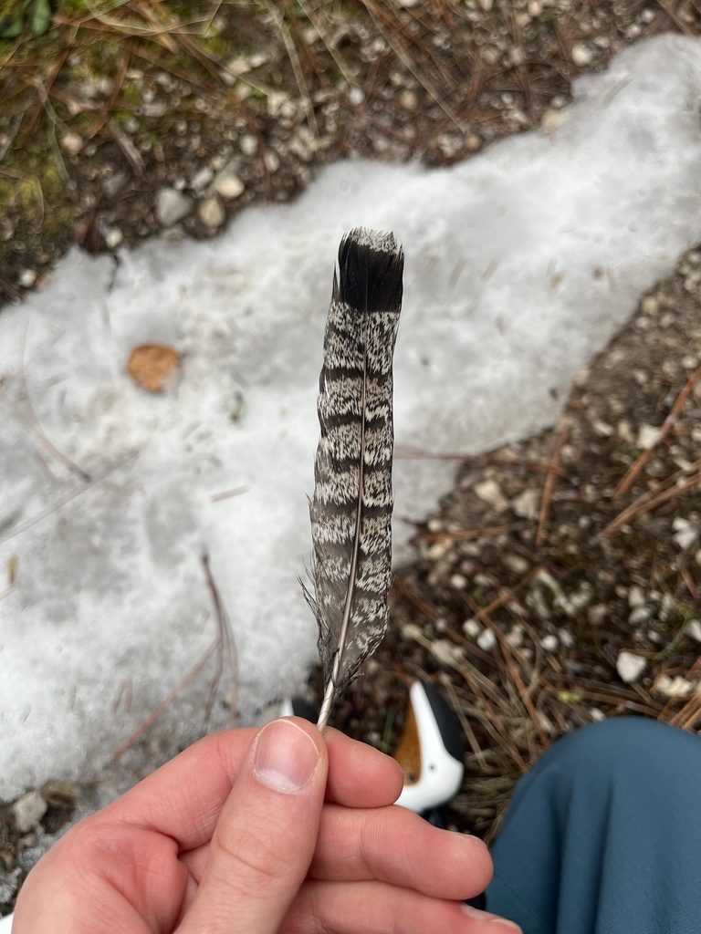 Ruffed Grouse from Lolo National Forest, Missoula, MT, US on March 23 ...