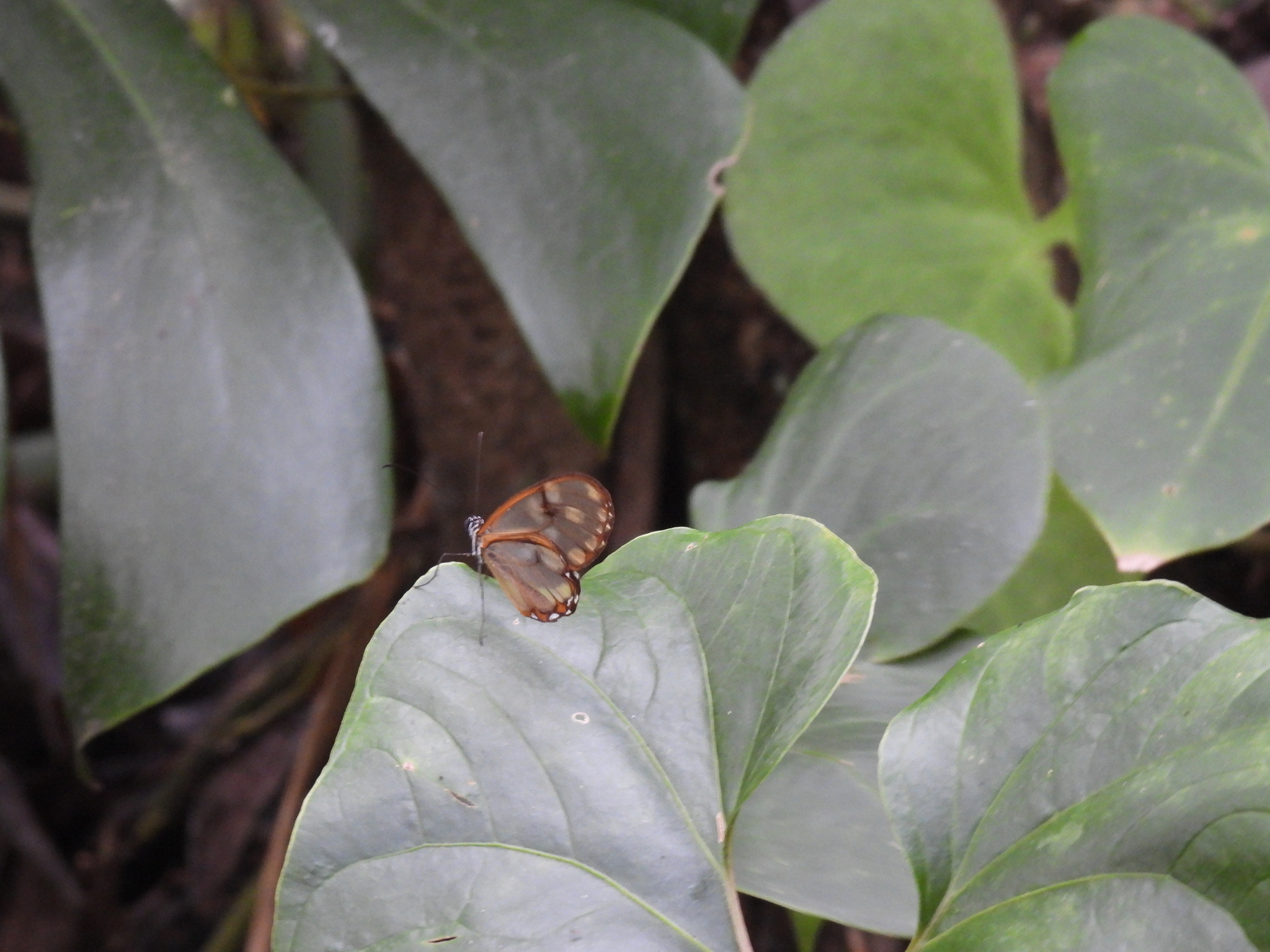 Hypomenitis theudelinda image