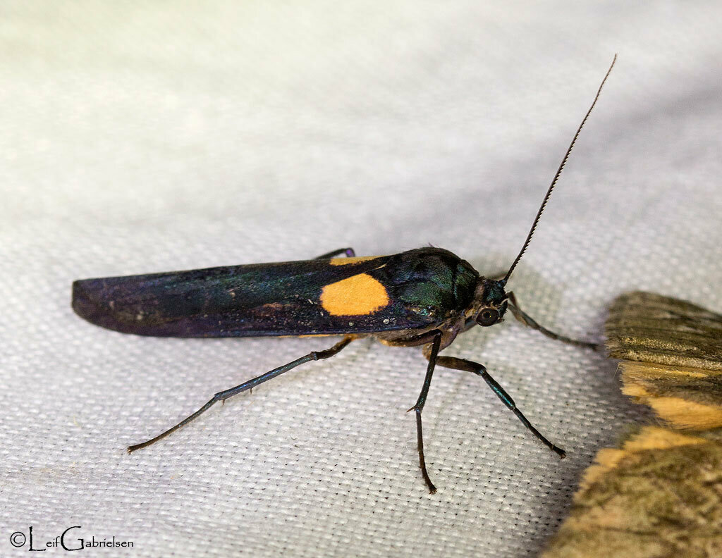 Monosyntaxis radiifera