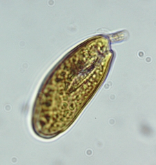 Cryptomonas ovata