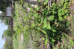 Solanum hirtum