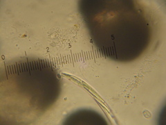 Lepocinclis cyclidiopsis