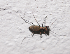 Cylindera kaleea kaleea