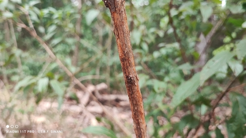 Image of Campomanesia pubescens by (c) Thomaz Ricardo Favreto Sinani, some rights reserved (CC BY)