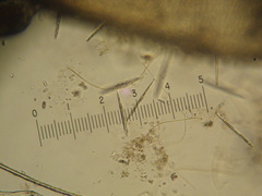 Lepocinclis cyclidiopsis