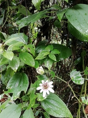 Passiflora alnifolia