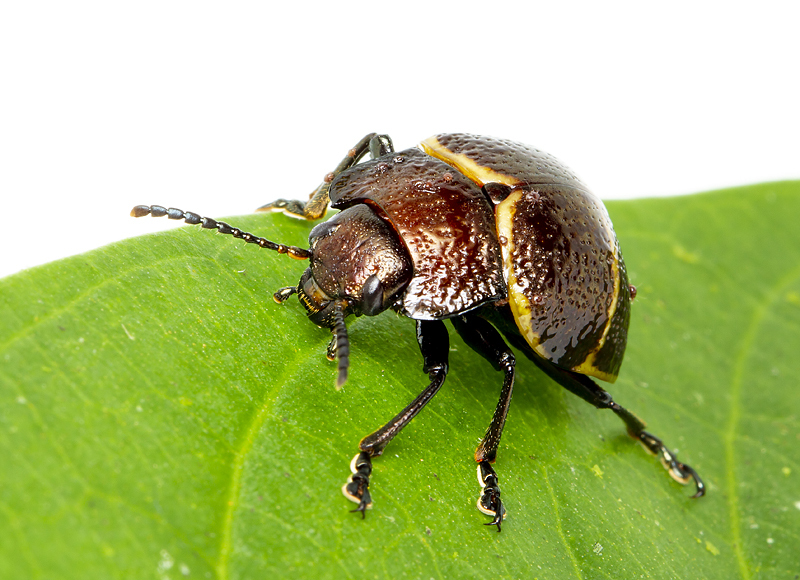 Platyphora punctipennis from San José, Mora, Costa Rica on November 26 ...