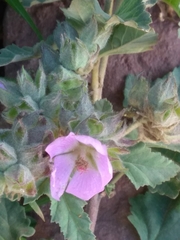 Tarasa hornschuchiana