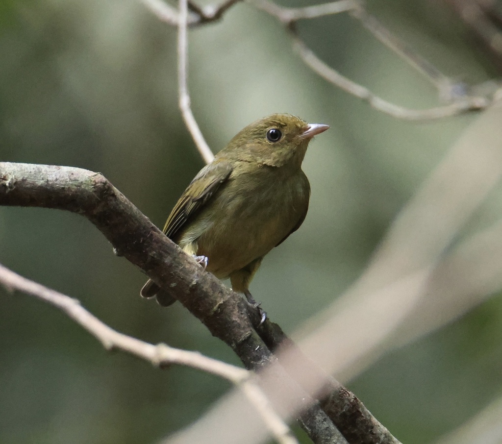 Red-capped Manakin from Colón, PA on March 23, 2024 at 10:42 AM by ...