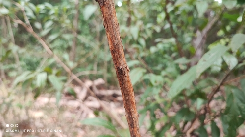 Image of Campomanesia pubescens by (c) Thomaz Ricardo Favreto Sinani, some rights reserved (CC BY)