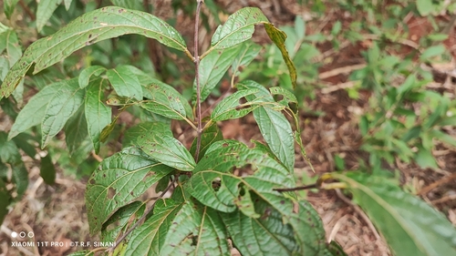 Image of Campomanesia pubescens by (c) Thomaz Ricardo Favreto Sinani, some rights reserved (CC BY)
