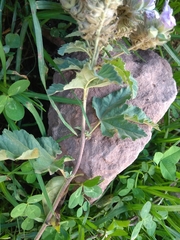 Tarasa hornschuchiana
