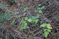 Rubus pinnatus