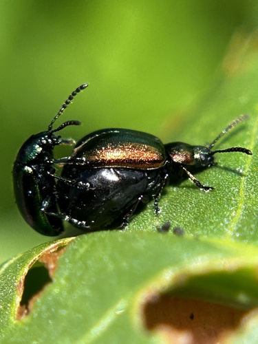 Blue Dock Beetle photo 4