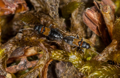 Ischnocoris hemipterus