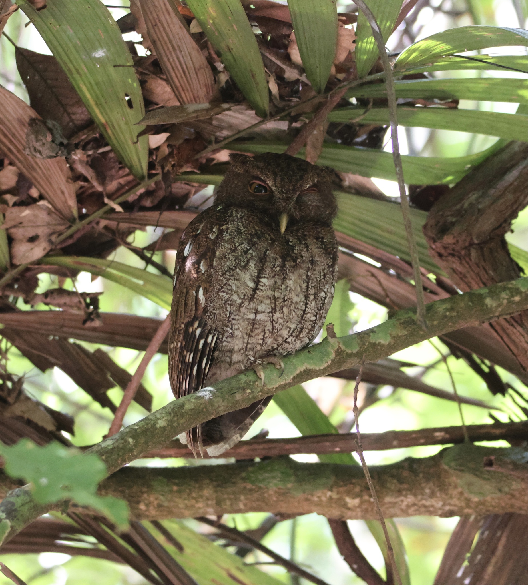 Choco Screech Owl (Megascops centralis), photo 8