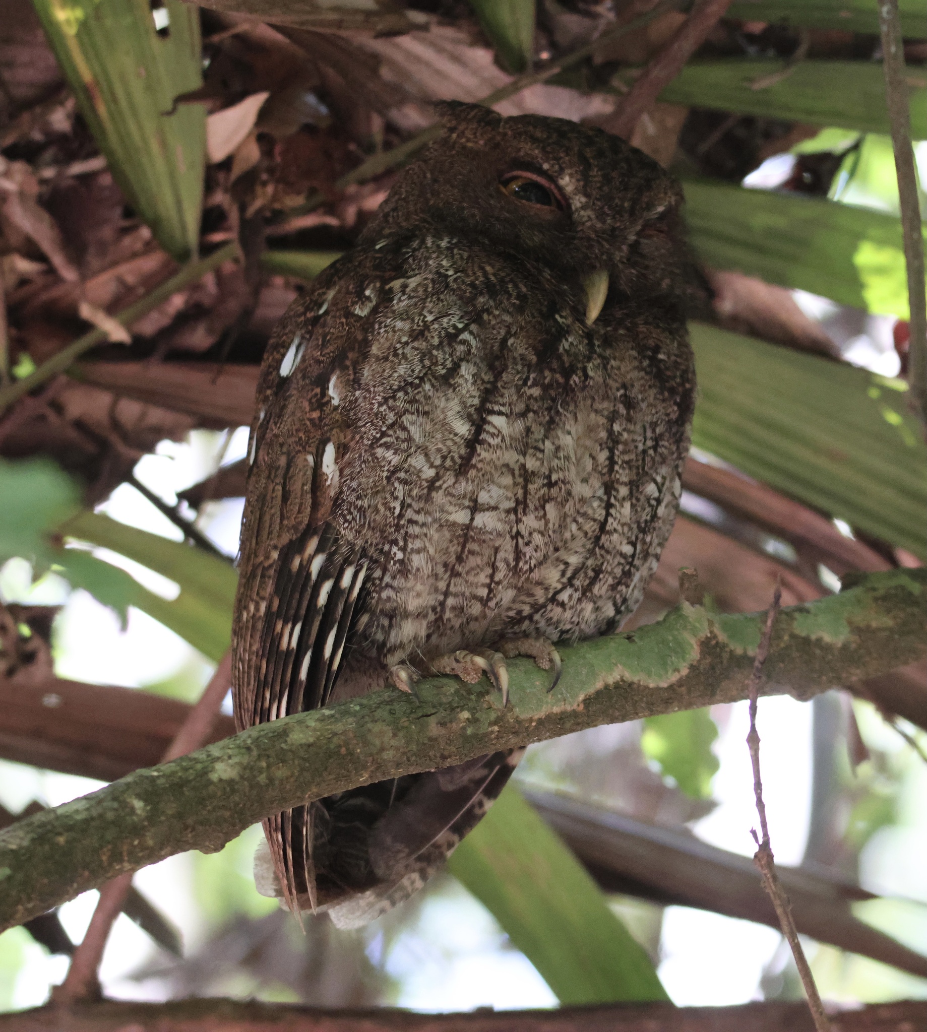 Choco Screech Owl (Megascops centralis), photo 9