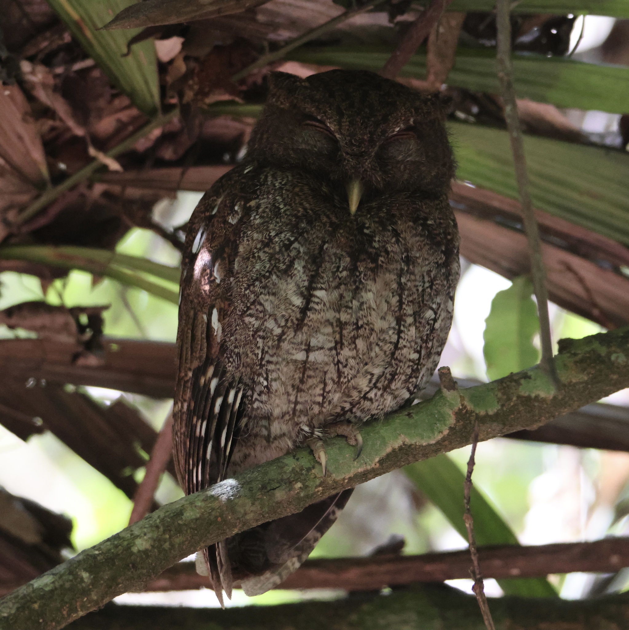 Choco Screech Owl (Megascops centralis), photo 10